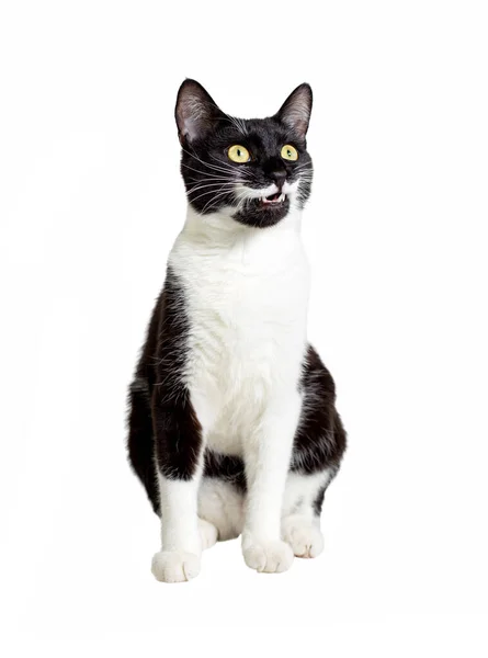 Retrato de comprimento total do gato sentado preto e branco isolado no fundo branco. — Fotografia de Stock