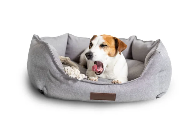 A yawning dog, jack russell terrier lying in a gray pet bed isolated on white. — Fotografia de Stock