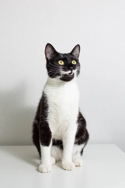 Retrato de un gato sentado divertido en blanco y negro sobre un fondo claro. —  Fotos de Stock