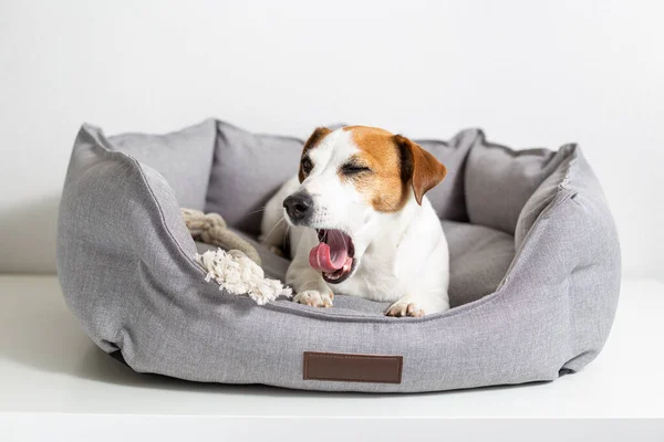 Um cão bocejo deitado em uma cama de estimação cinza em um fundo leve. — Fotografia de Stock