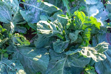 Yakın plan beyaz lahana yaprakları Trialeurodes buharı tarafından yenir..