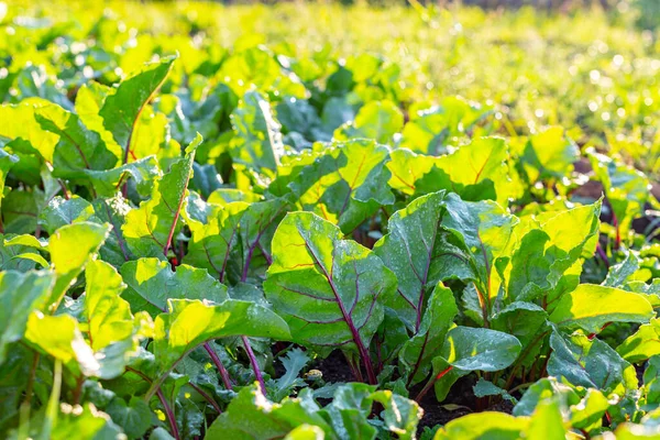 Cékla ültetvény. Ökológiai zöldségek, biogazdaság, öko-koncepció. — Stock Fotó