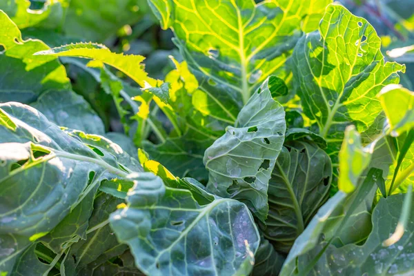 Folhas de repolho branco close-up comidas por pragas. O conceito de cultivo e colheita — Fotografia de Stock