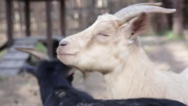 Two funny goats looking at the camera and walk away together. Final scene. — Stock Video