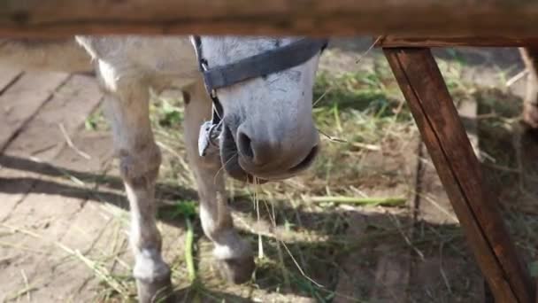 Munkorg av en åsna eller häst, tugga hö, närbild. Jordbrukets livslängd. — Stockvideo