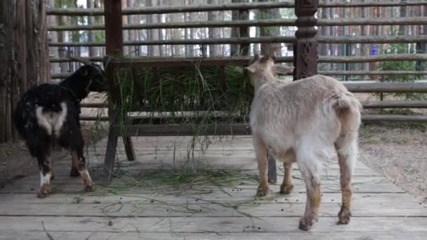 Deux chèvres miniatures du Cameroun, noires et beiges, mangent l'herbe d'une mangeoire de bétail. — Video