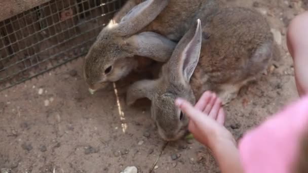 Dítě krmí dva šedé králíky v zoologické zahradě nebo na farmě. — Stock video