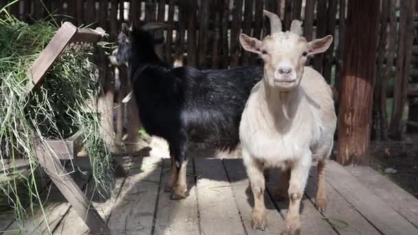 Dos graciosas cabras camerunesas en miniatura, negras y beige en una granja o en un zoológico. — Vídeo de stock