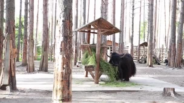 Een enorme zwarte jak eet gras in de dierentuin, kijkt naar de camera, kwispelt zijn staart. — Stockvideo