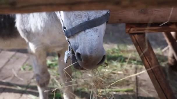 Muzzle of a donkey or horse, chewing hay, close-up. Farm life. — Stock Video