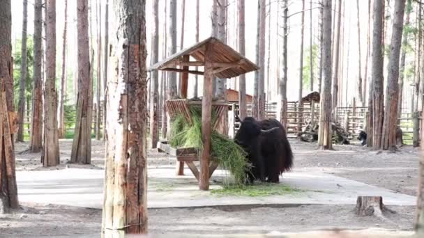 Een enorme zwarte jak kauwt vers hooi in de dierentuin, kijkt naar de camera, kwispelt met zijn staart — Stockvideo