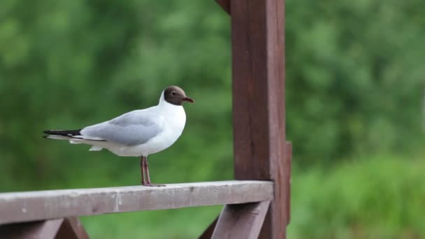 En mås sitter på räcket. Svarthuvad mås, River Gull. Selektiv inriktning — Stockvideo