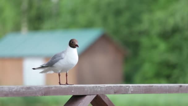 Una gaviota se sienta en la barandilla. Gaviota de cabeza negra, Gaviota del Río. Enfoque selectivo — Vídeos de Stock