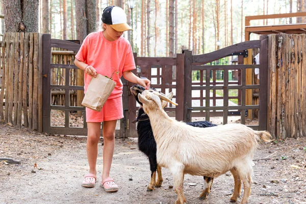 Uma criança alimenta duas cabras de um saco de papel em um zoológico ou fazenda. Terapia para animais. — Fotografia de Stock