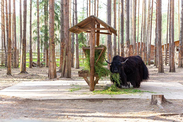 一只巨大的黑色牦牛在动物园里咀嚼新鲜的干草，看着摄像机。Bos mutus. — 图库照片
