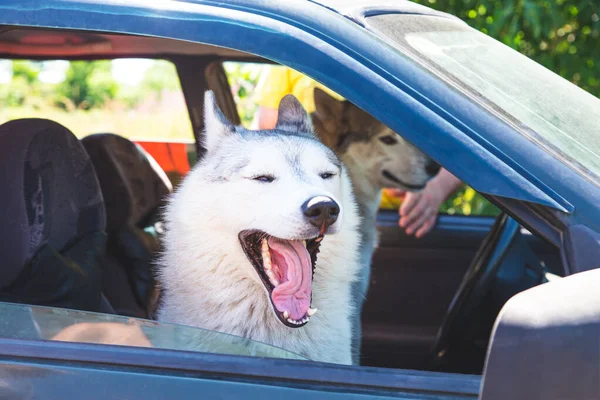 Um branco Siberian husky em um carro, olhando para fora, bocejando com a língua para fora. — Fotografia de Stock