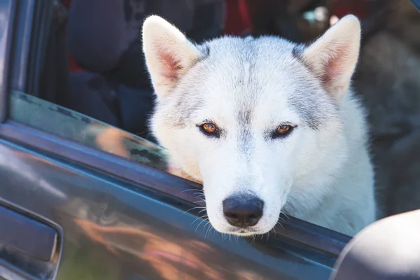 Ένα λευκό σκυλί Σιβηρίας husky κάθεται σε ένα αυτοκίνητο, κοιτάζοντας έξω από το ανοιχτό παράθυρο. — Φωτογραφία Αρχείου