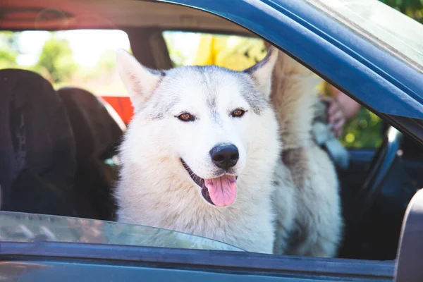 Un siberiano blanco husky en un coche, mirando por la ventana abierta con la lengua hacia fuera — Foto de Stock