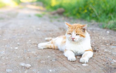 Evsiz kırmızı ve beyaz kedi yolda yatıp kameraya bakıyor..
