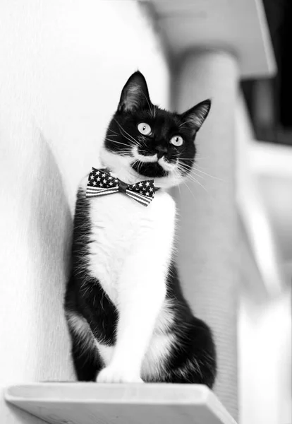 Retrato de comprimento total de gato preto e branco com gravata borboleta nas cores da bandeira americana — Fotografia de Stock