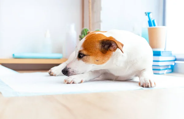 Jack Russell terrier cão deitado na mesa na recepção da clínica veterinária. — Fotografia de Stock