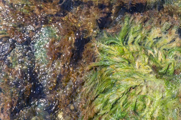 Sea moss on a rock swaying in salt sea water, top view. Natural background.