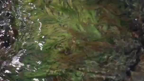 Sea moss on a rock swaying in salt sea water, top view. — 비디오