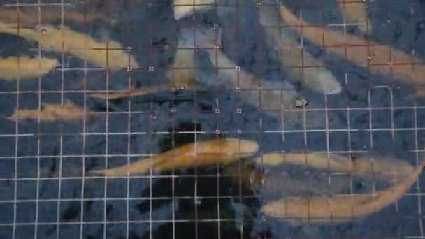 Trucha dorada nada en el estanque de peces, debajo de la rejilla, vista superior. — Vídeo de stock