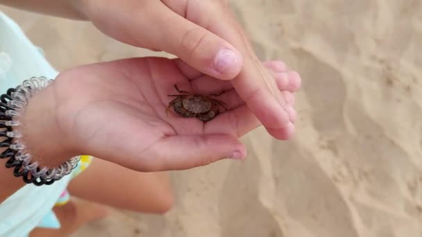 A criança mostra o pequeno caranguejo vivo pego, abrindo as palmas das mãos. — Vídeo de Stock