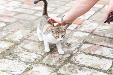 Bir adam elleriyle okşar Evsiz bir kedi yavrusu sokakta.