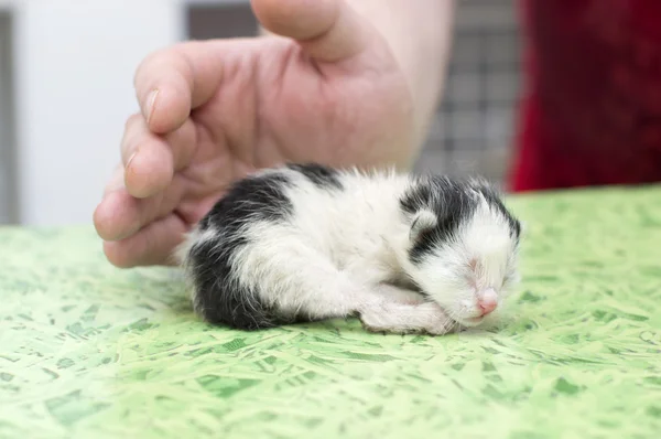 Человеческие руки, держащие новорожденного котенка — стоковое фото