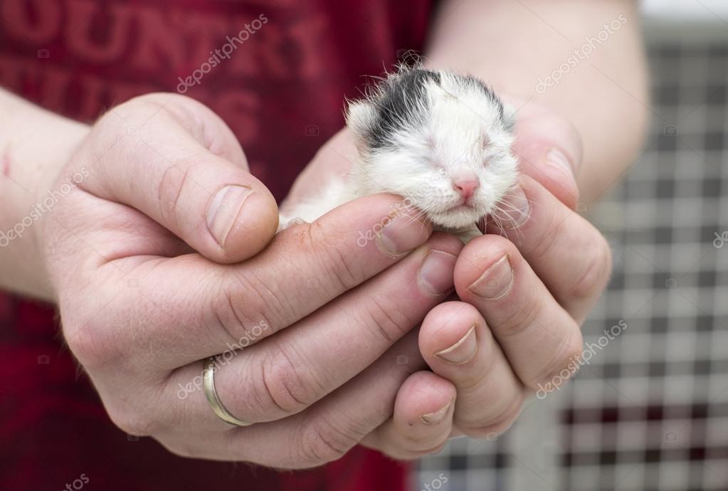 holding newborn kittens
