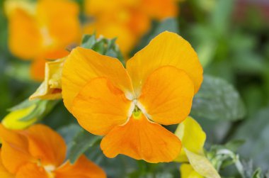 turuncu homo çiçek makro