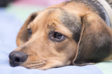 üzgün köpek suratı