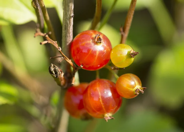 Frutto di ribes rosso — Foto Stock