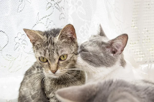 Кошачий поцелуй любви — стоковое фото