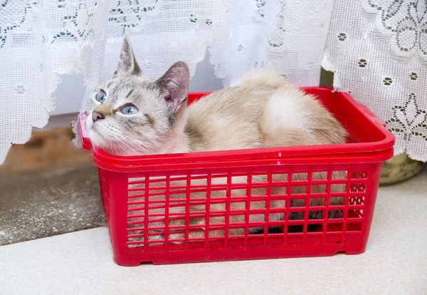 Blue eyed cat — Stock Photo, Image