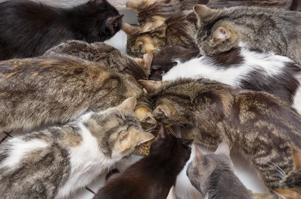 Skupina koček jíst — Stock fotografie