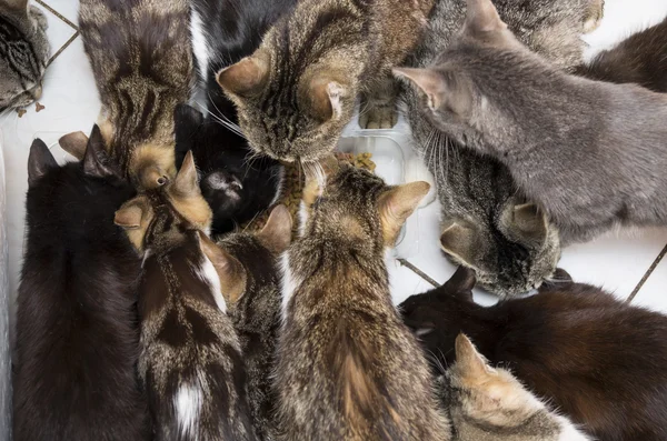 group of cats eating