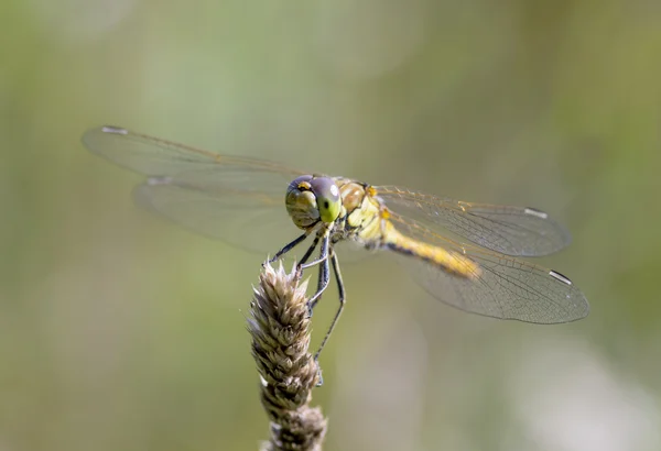 Libellula fulva la libélula cazadora escasa — Foto de Stock