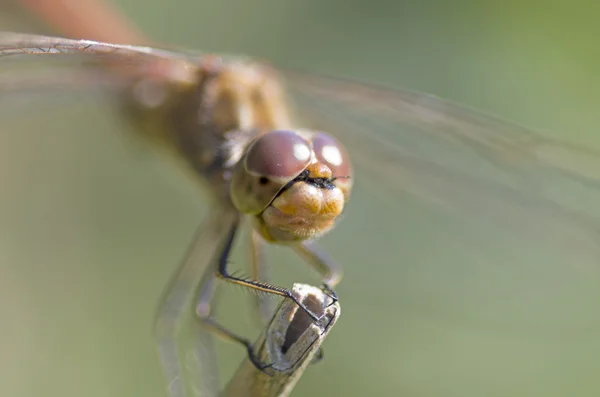 Libellula fulva la rare libellule chasseuse Photo De Stock