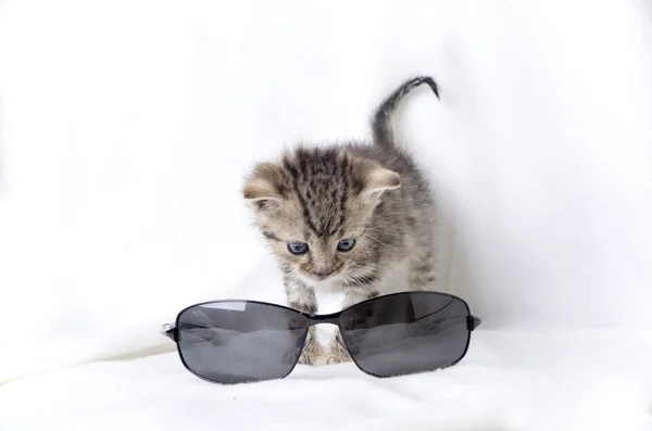 子猫とサングラス — ストック写真