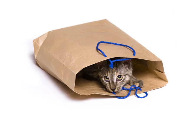 Cat in a bag — Stock Photo, Image