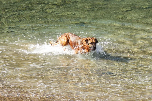 狗在水里 — 图库照片