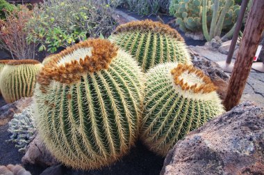 Echinocactus grusonii AKA The Golden Barrel Cactus clipart