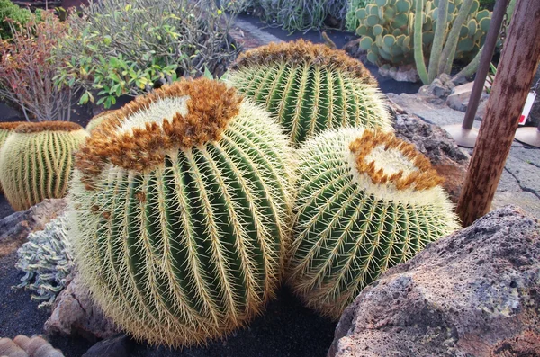 Echinocactus grusonii, também conhecido como cacto barril dourado — Fotografia de Stock