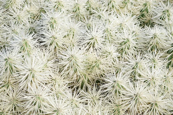 Cactus white thorns spines bush texture background — Stock Photo, Image