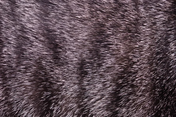 Állat macska szőr textúra — Stock Fotó