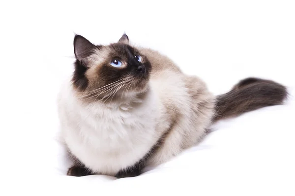 Bella ragdoll gatto femmina isolato su sfondo bianco — Foto Stock