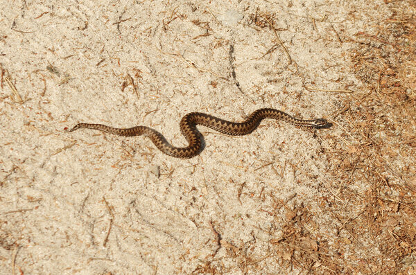 Гадюка берус, общеевропейская гадюка
